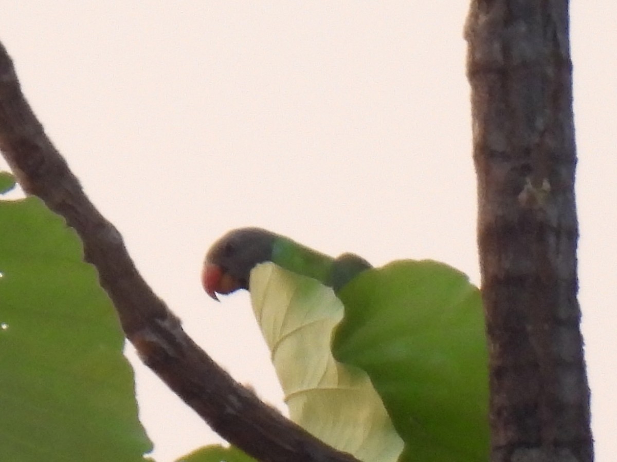 Gray-headed Parakeet - ML615862891