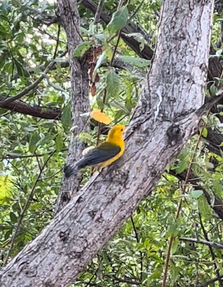 Prothonotary Warbler - ML615862938