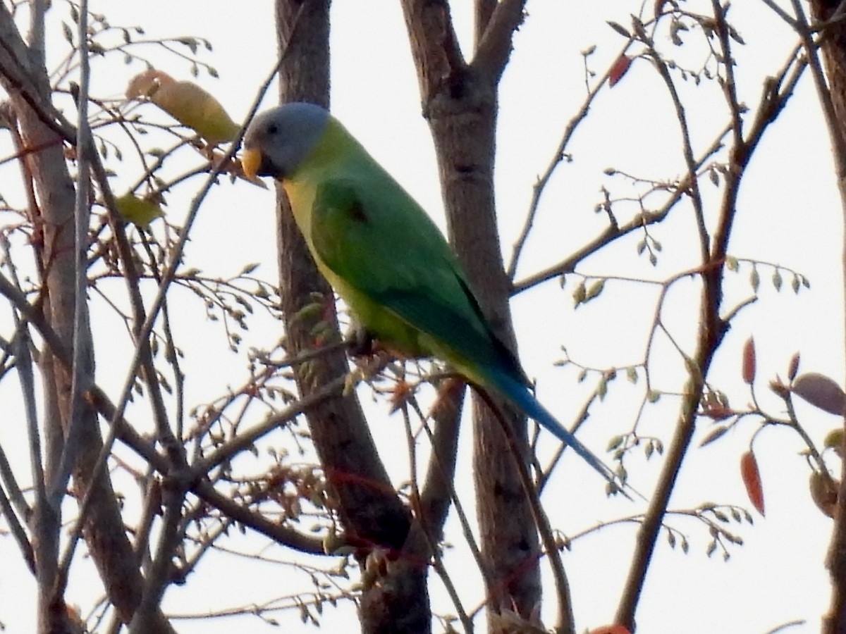 Blossom-headed Parakeet - ML615862956