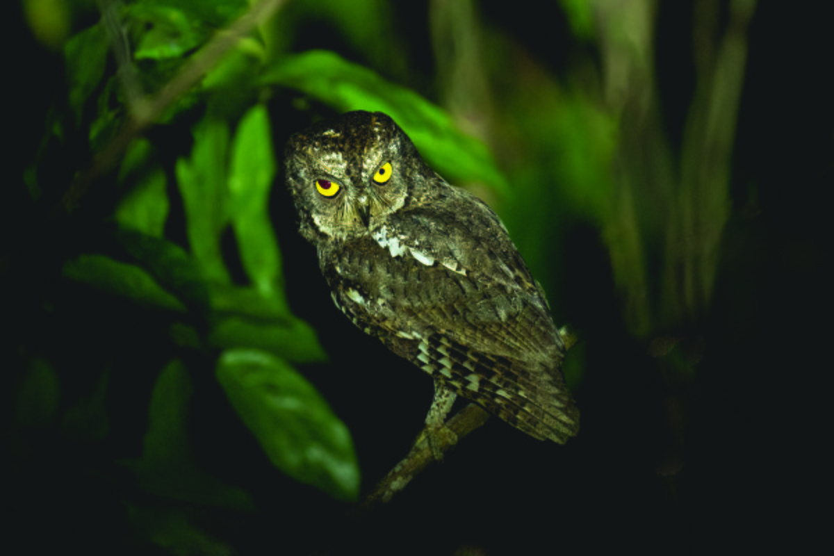 Oriental Scops-Owl - AJAY ARNOLD