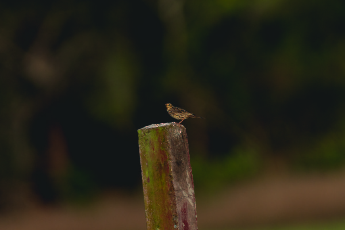 Red-throated Pipit - ML615863043