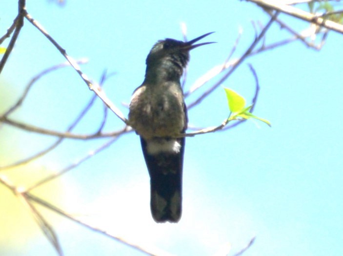 Buff-bellied Hummingbird (Yucatan) - ML615863167