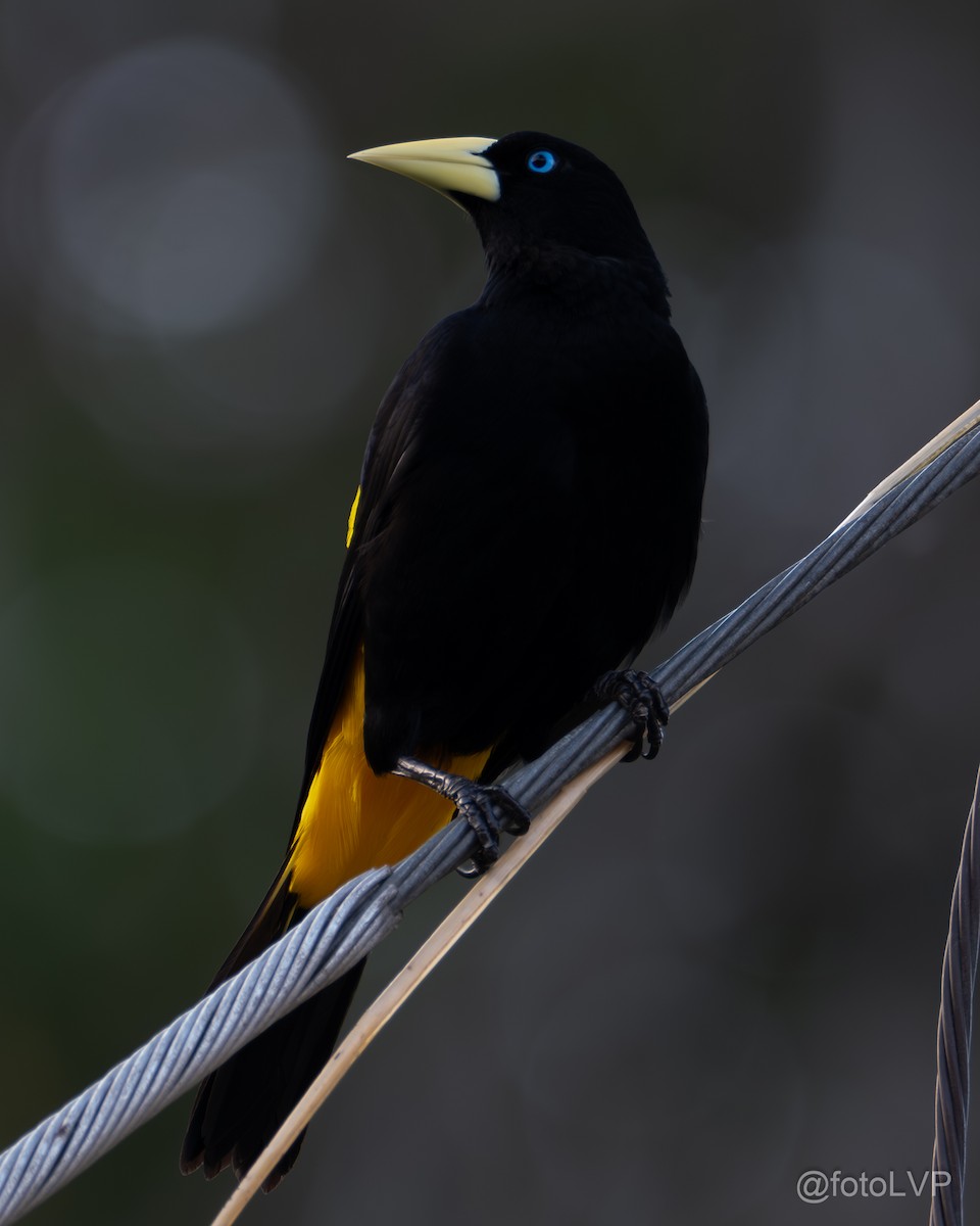 Yellow-rumped Cacique - ML615863172