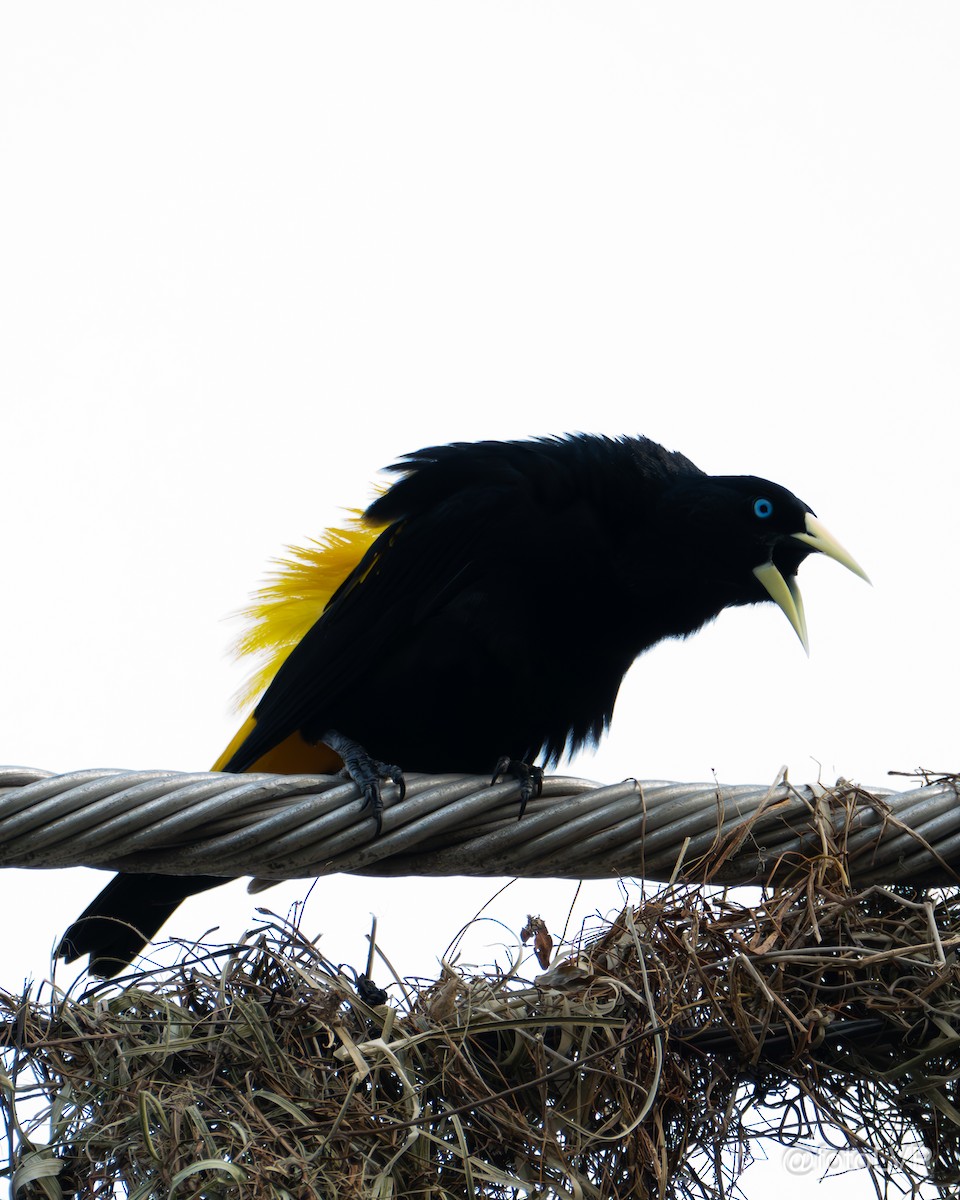Yellow-rumped Cacique - ML615863173