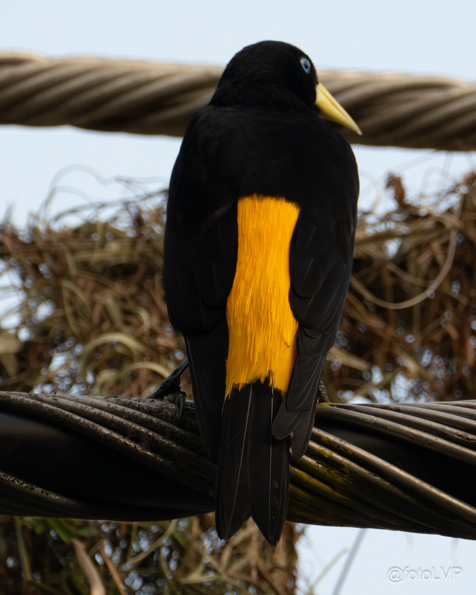 Yellow-rumped Cacique - ML615863177