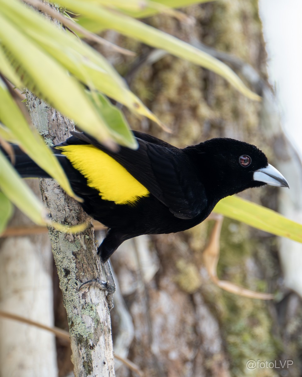 Flame-rumped Tanager (Lemon-rumped) - ML615863200