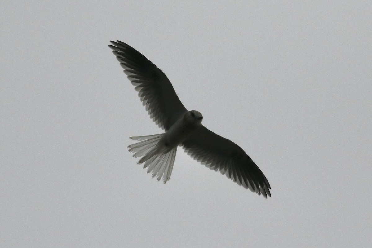 White-tailed Kite - ML615863287