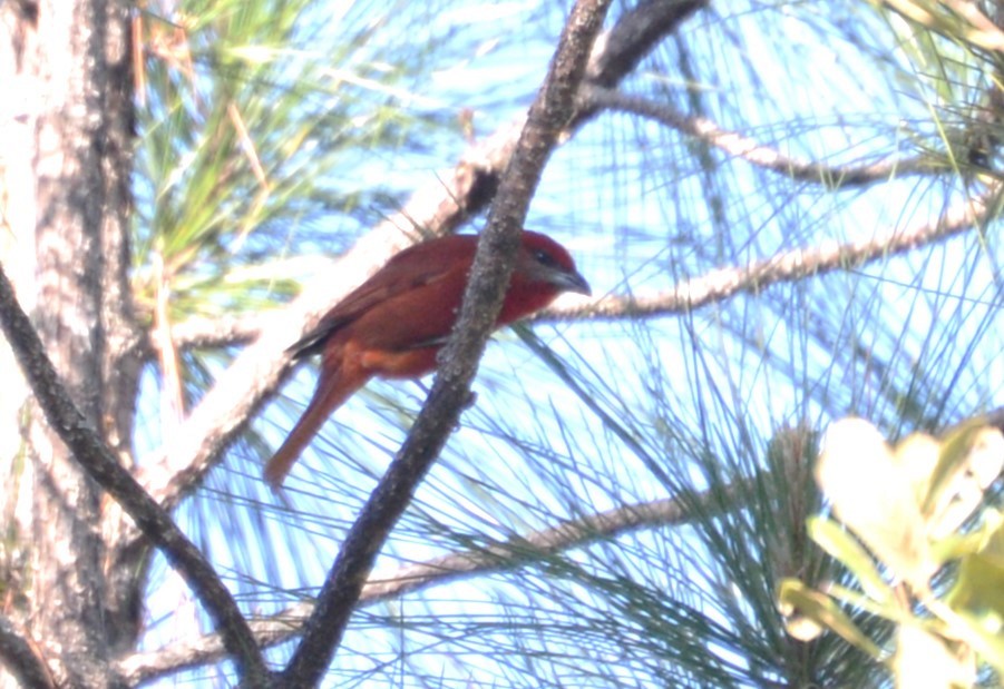 Hepatic Tanager (Northern) - ML615863362