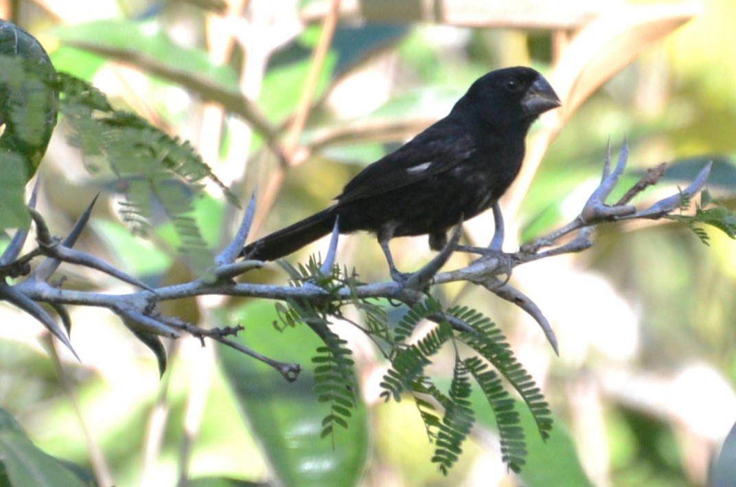 Thick-billed Seed-Finch - ML615863369