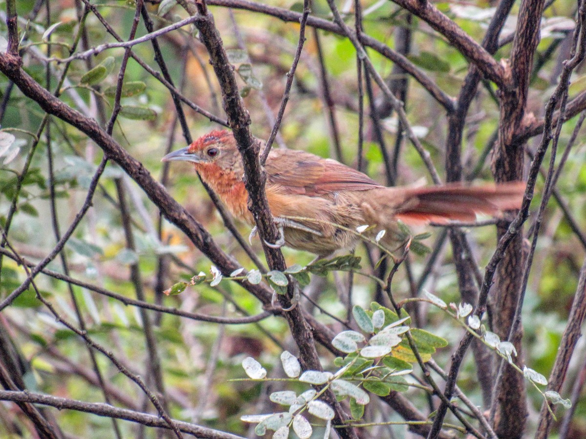 Orange-breasted Thornbird - ML615863411
