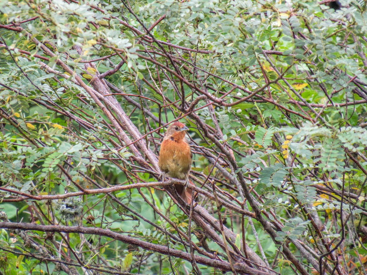 Orange-breasted Thornbird - ML615863412