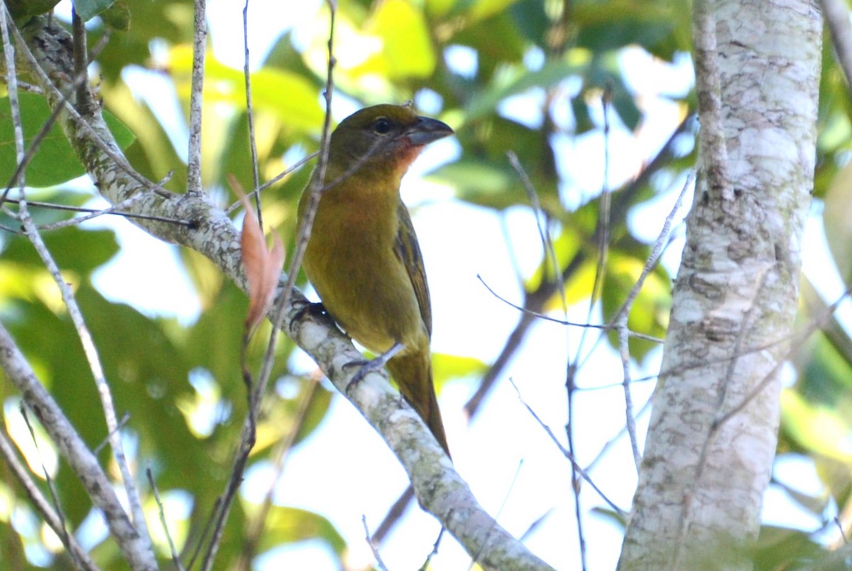 Hepatic Tanager - ML615863427