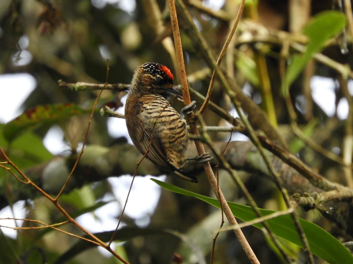 White-barred Piculet - ML615863498