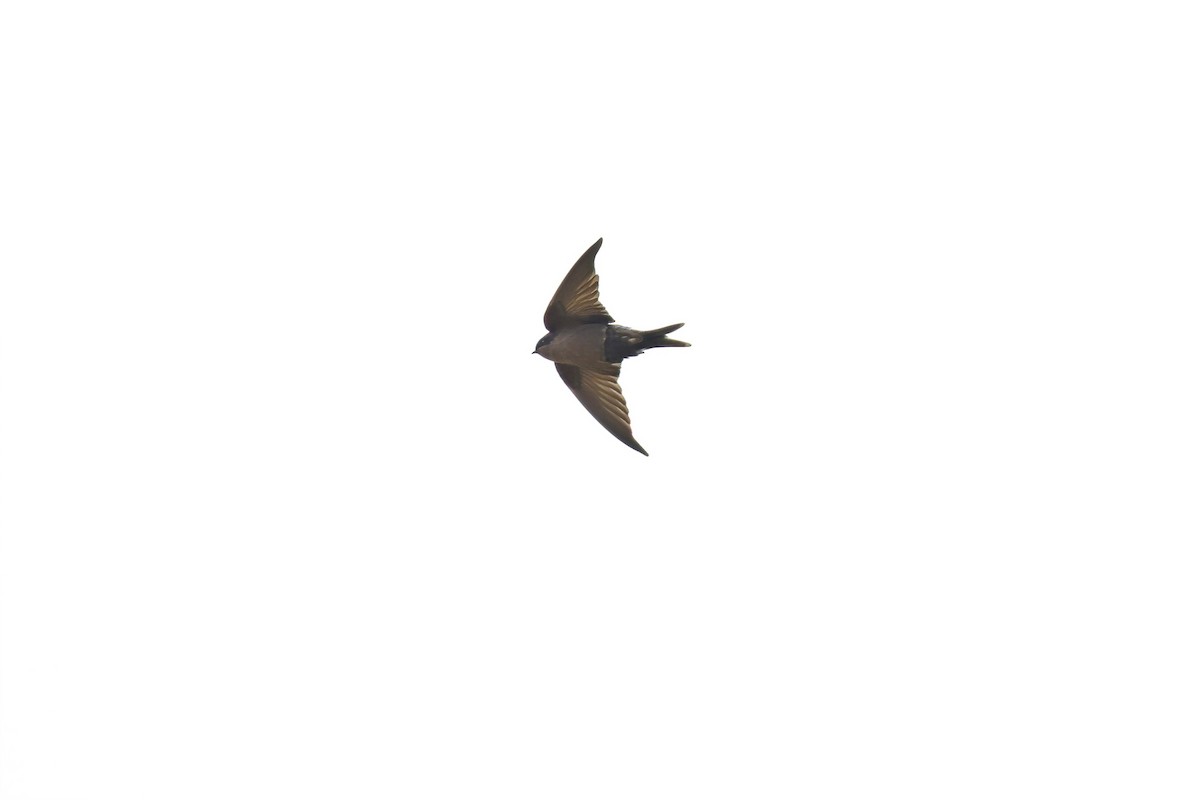 Brown-bellied Swallow - ML615863503