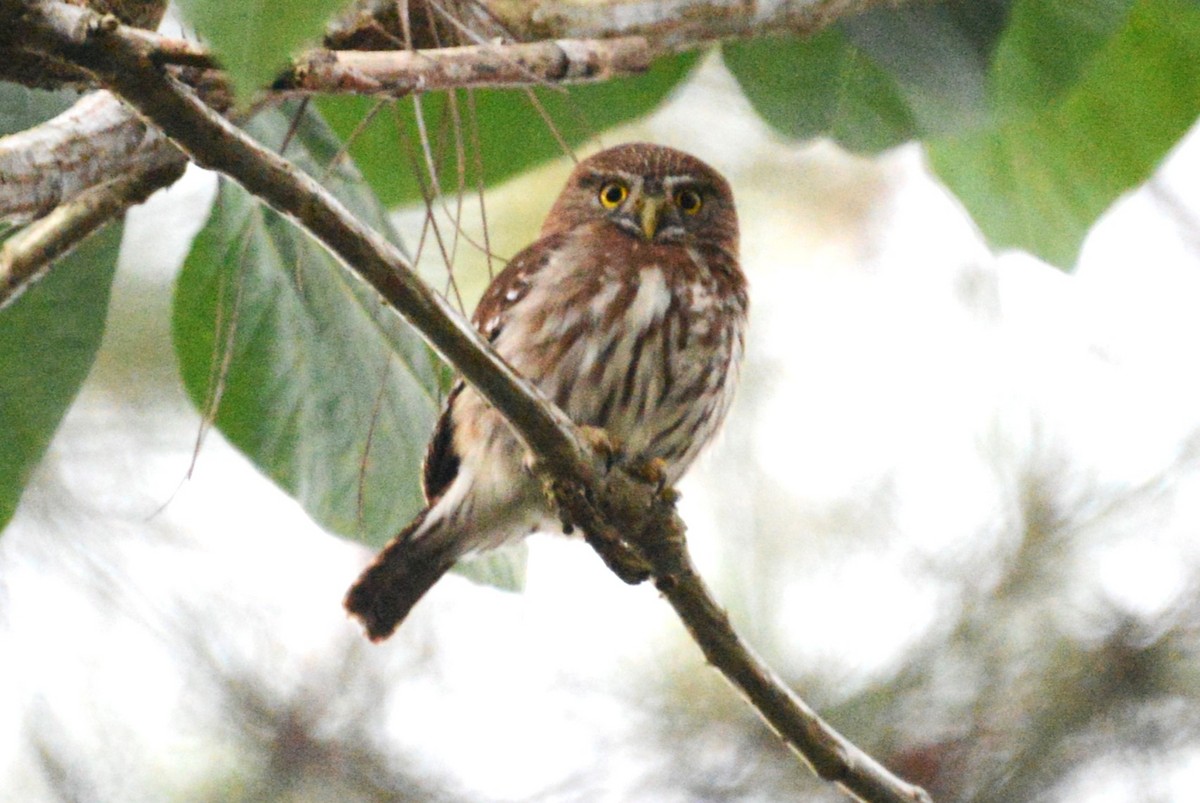 Ferruginous Pygmy-Owl - ML615863531