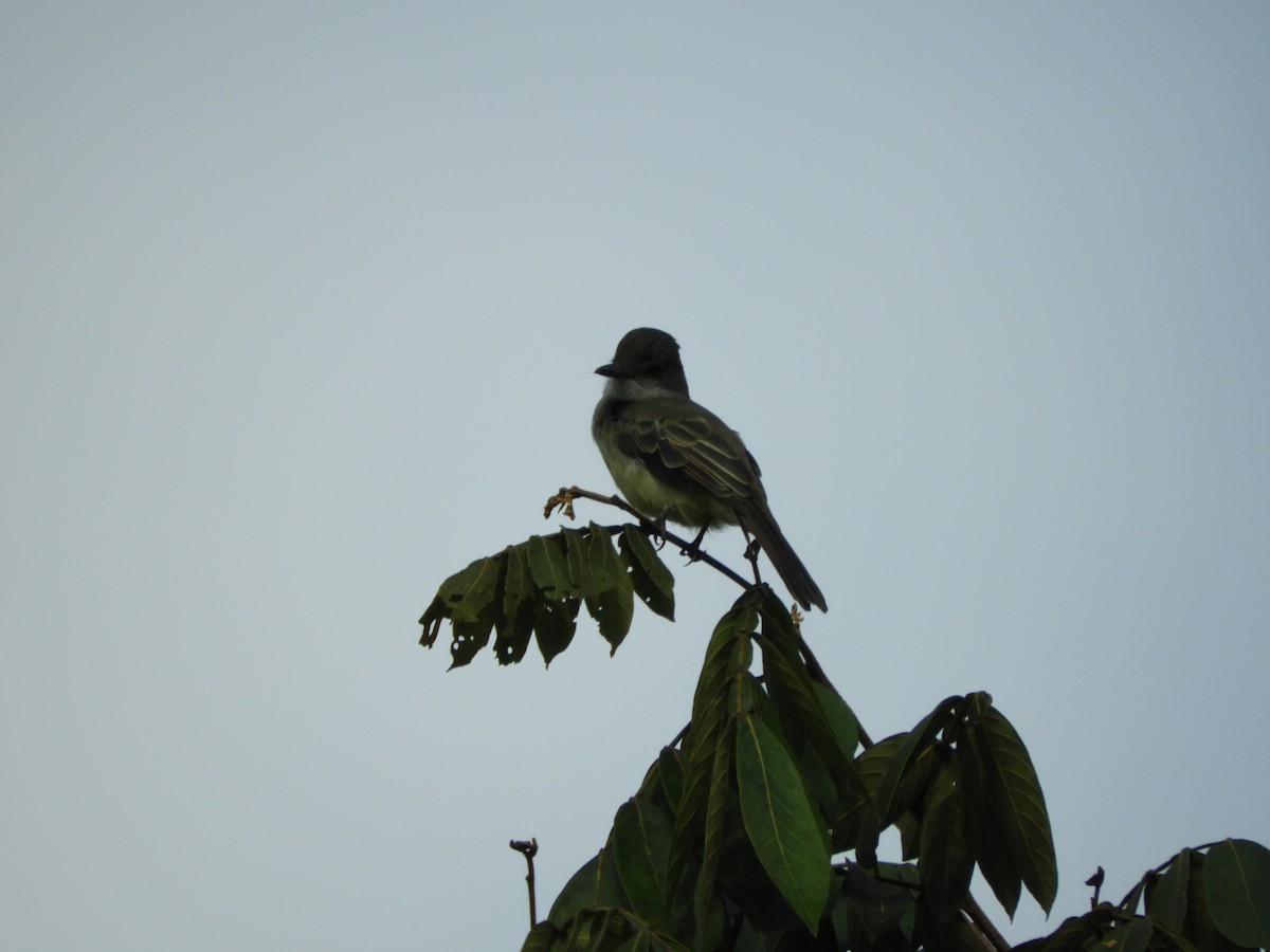 Short-crested Flycatcher - Ricardo Kajita
