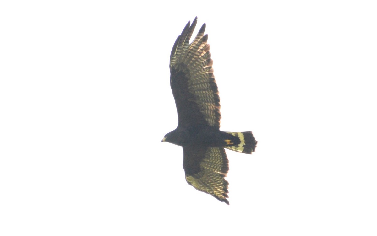 Zone-tailed Hawk - ML615863619