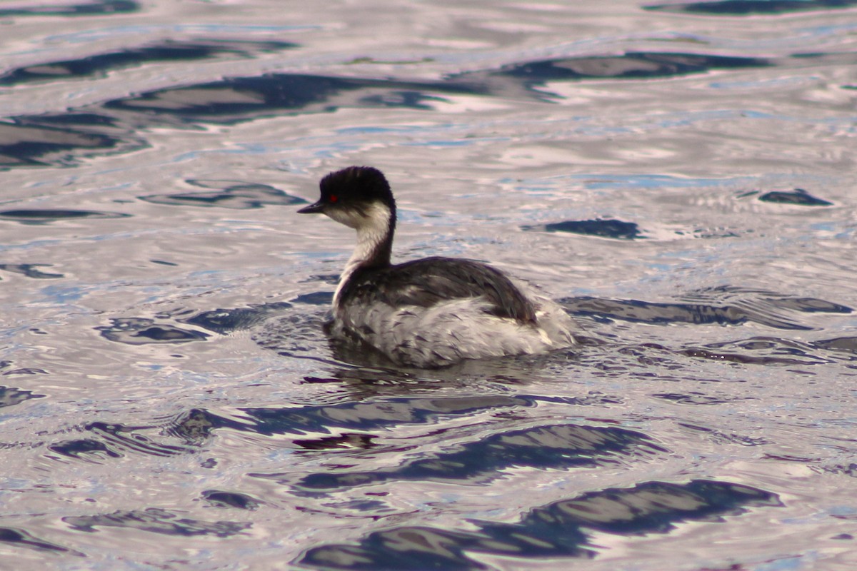 Silvery Grebe (Andean) - ML615863811