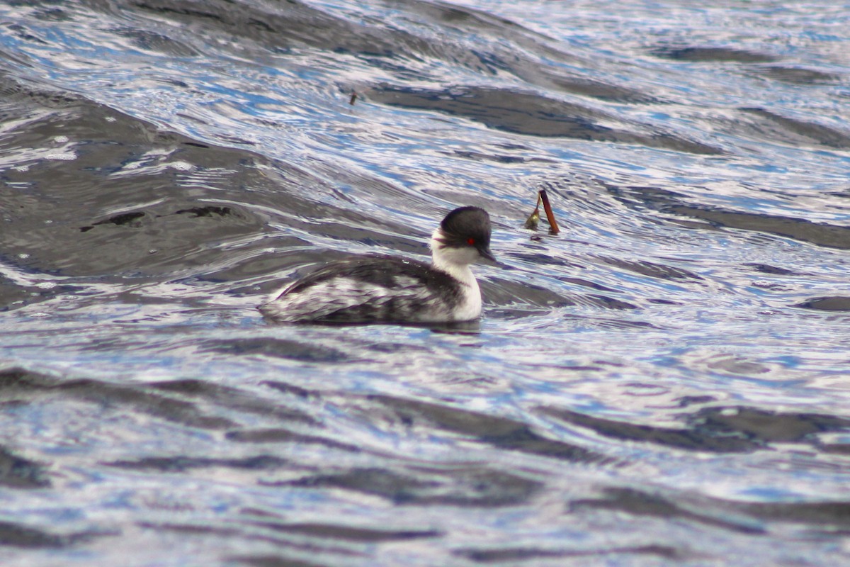 Silvery Grebe (Andean) - ML615863837