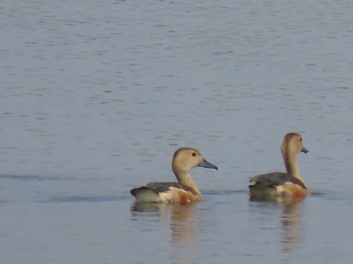 Fulvous Whistling-Duck - ML615863871