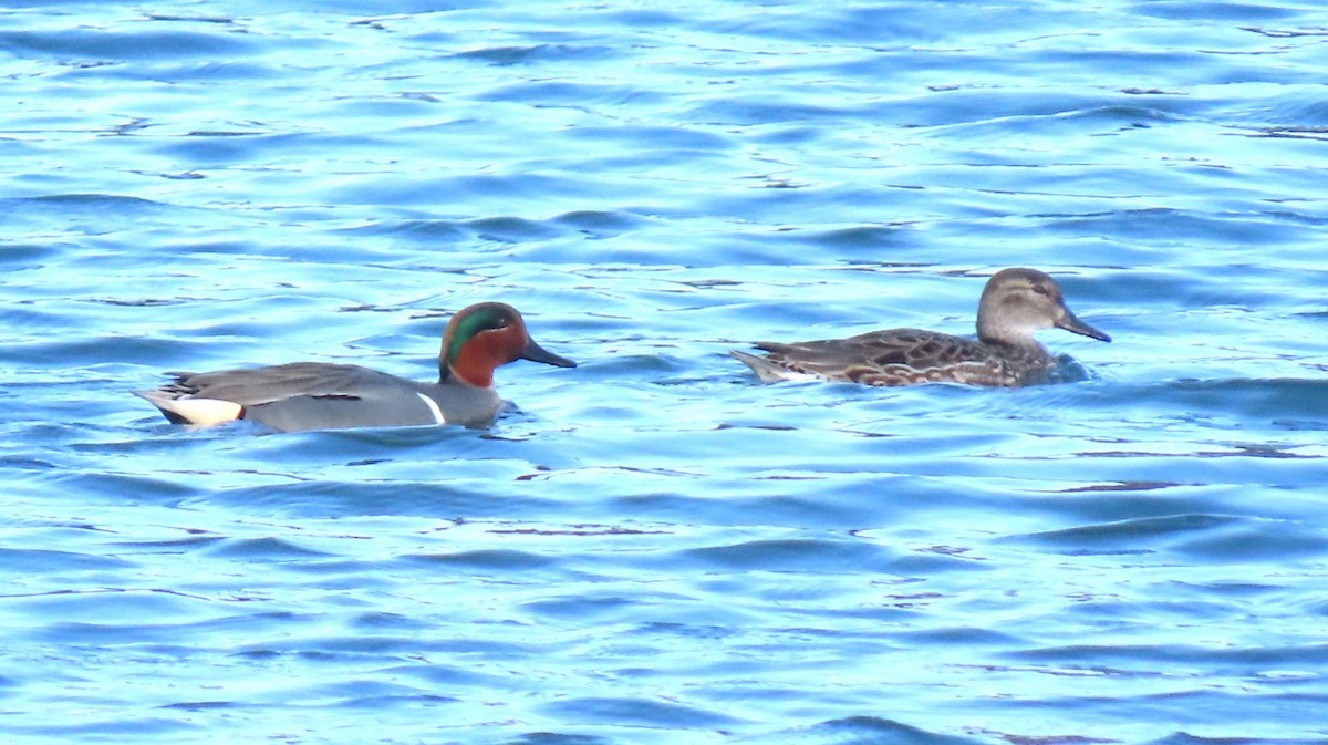 Green-winged Teal - ML615863873