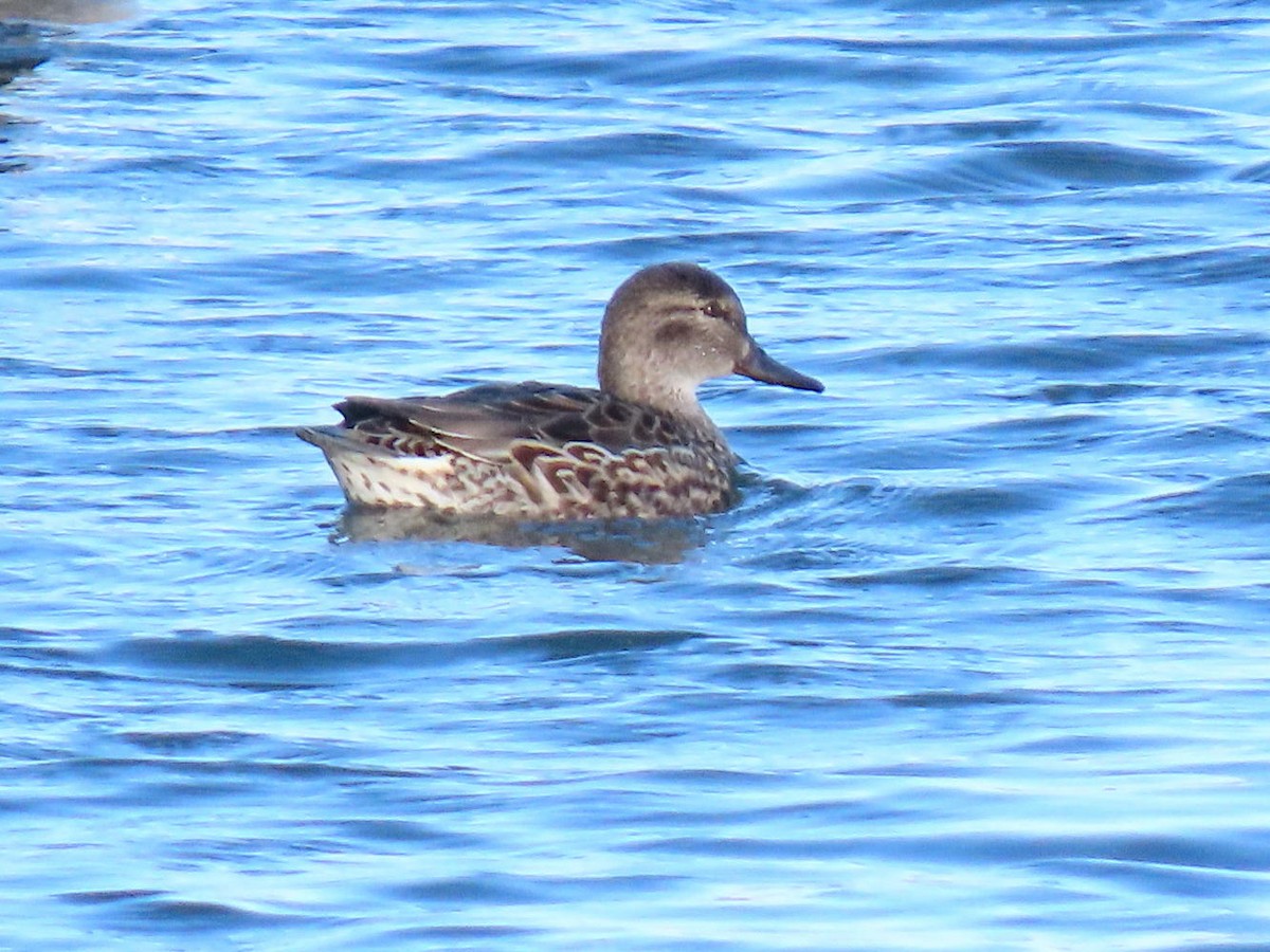 Green-winged Teal - ML615863874