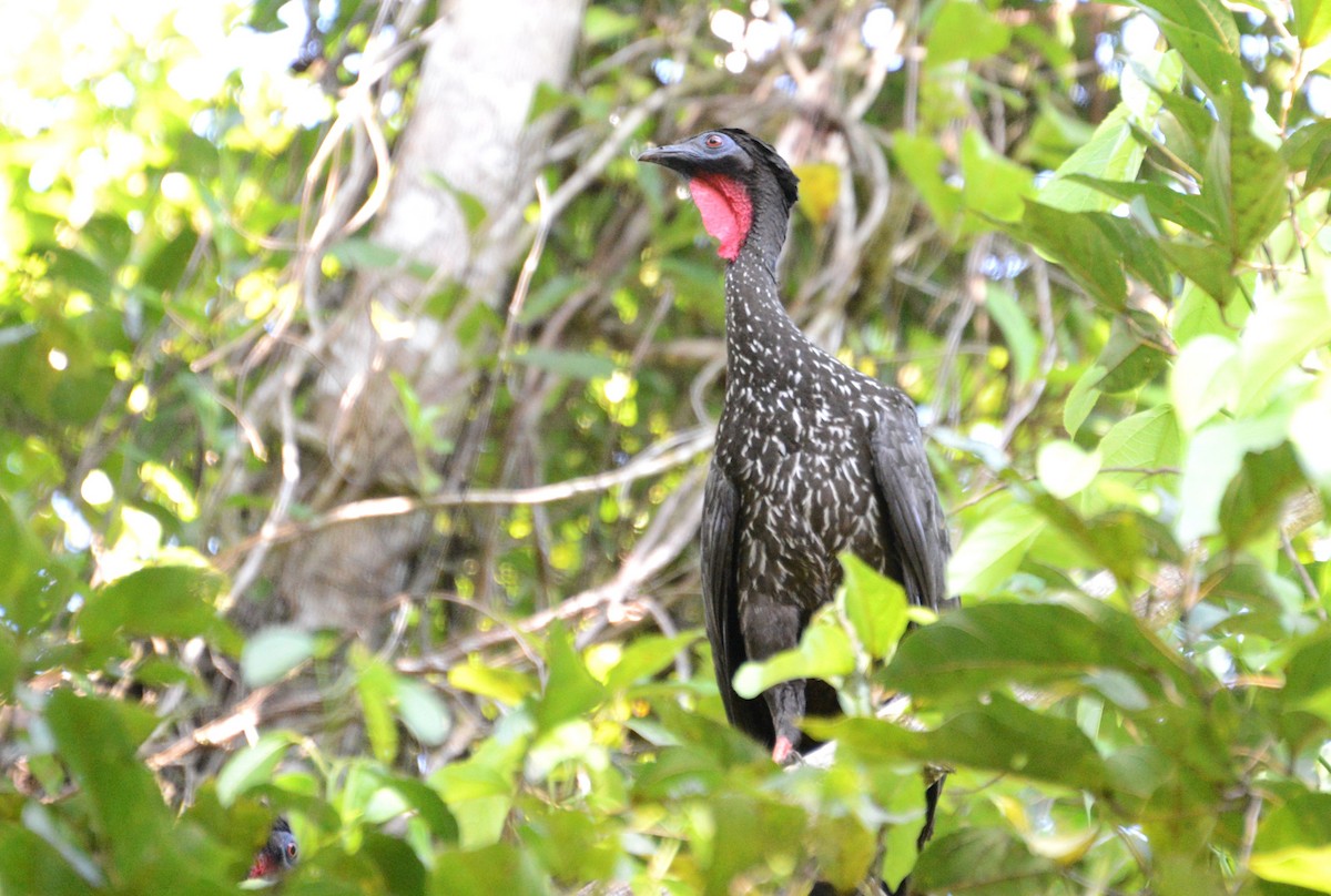 Crested Guan - ML615863888