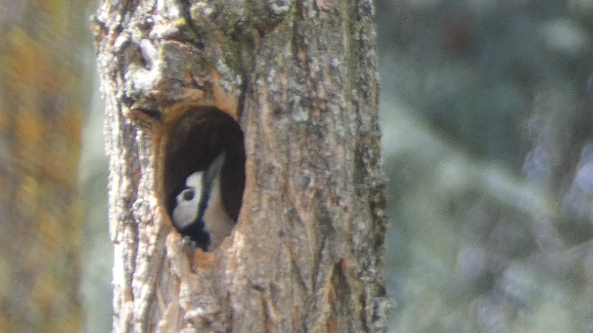Great Spotted Woodpecker - ML615863983