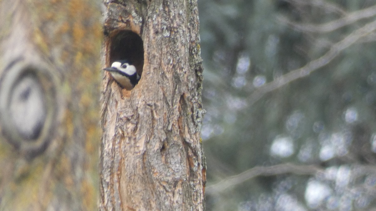 Great Spotted Woodpecker - ML615863986