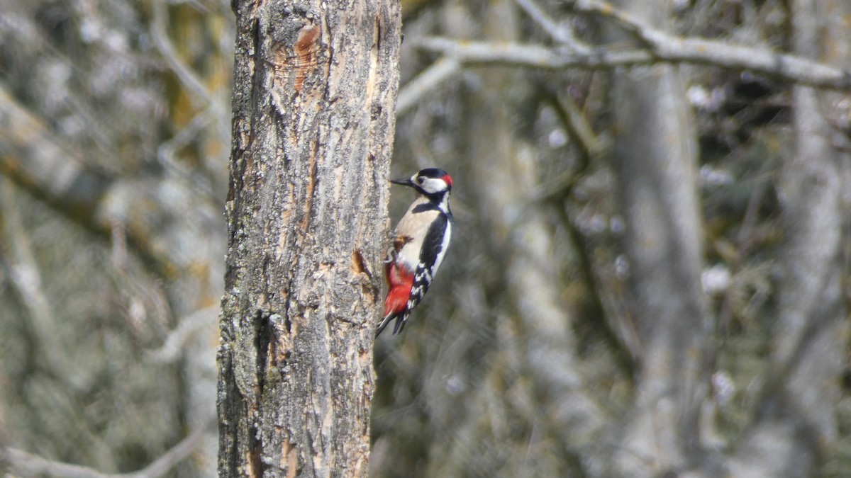 Great Spotted Woodpecker - ML615863987