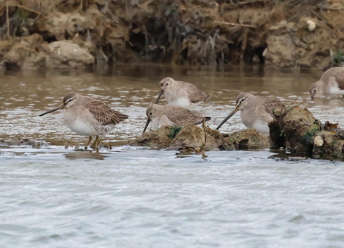 Long-billed Dowitcher - ML615864189