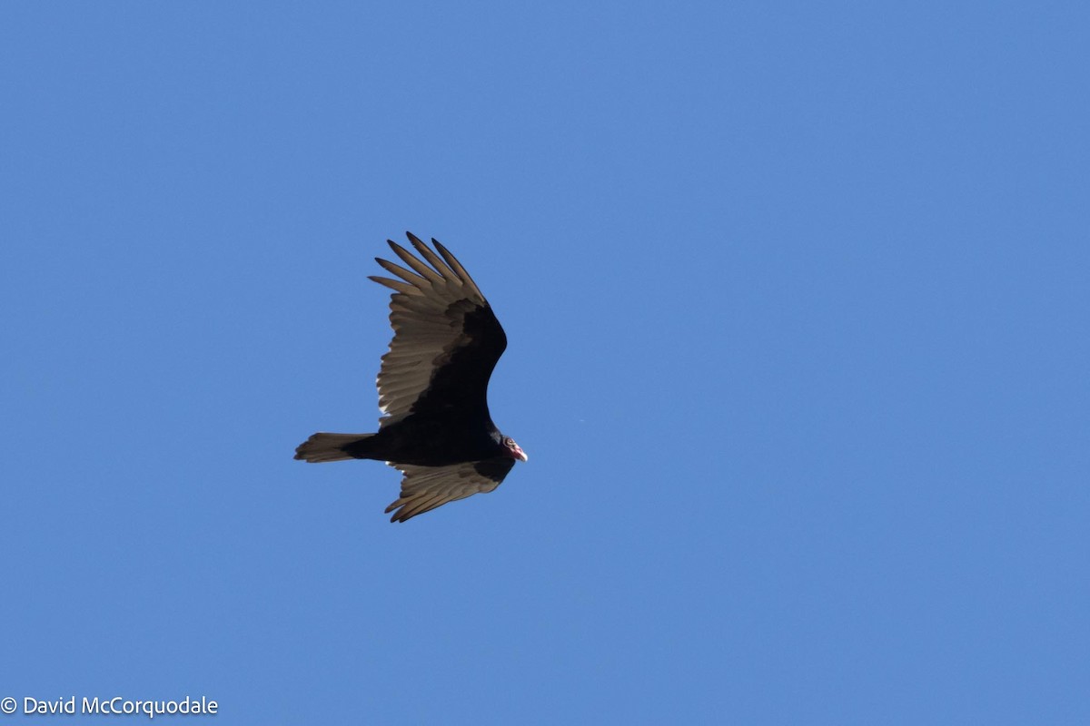 Turkey Vulture (Northern) - ML615864583