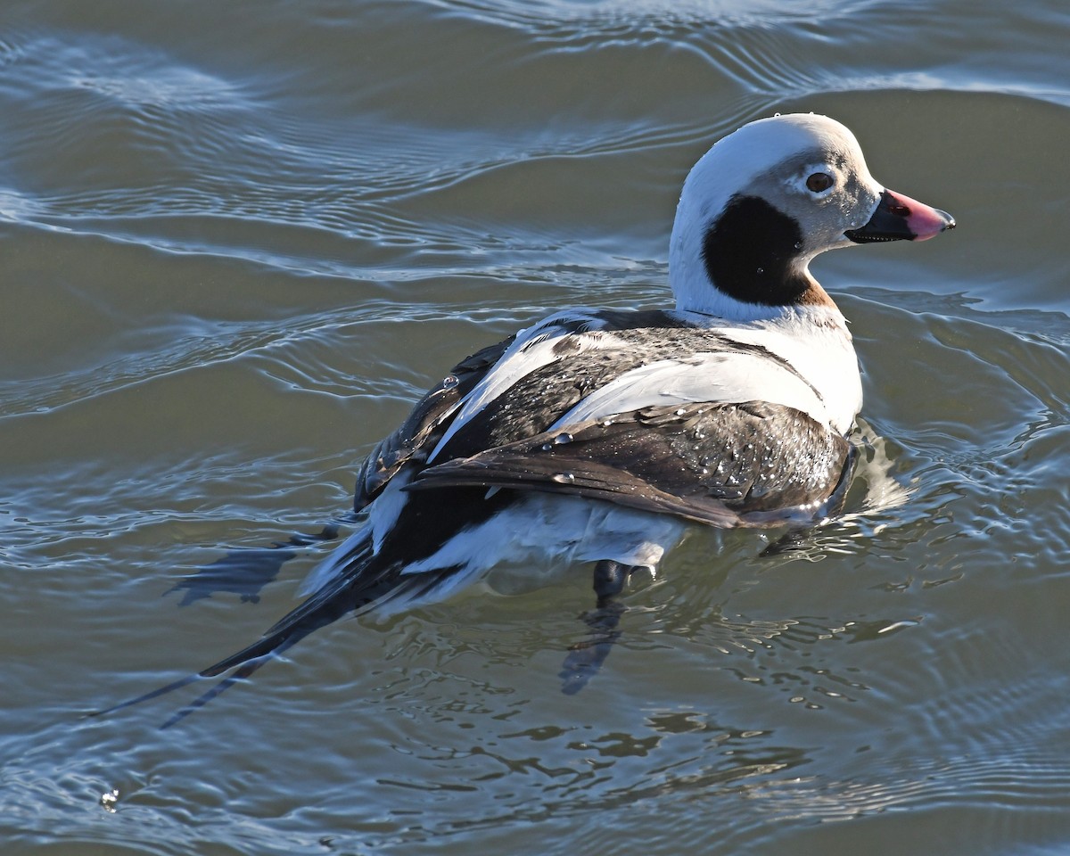 Long-tailed Duck - ML615864801