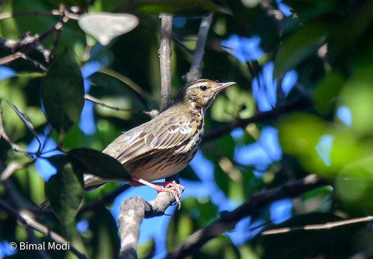 Olive-backed Pipit - ML615864920