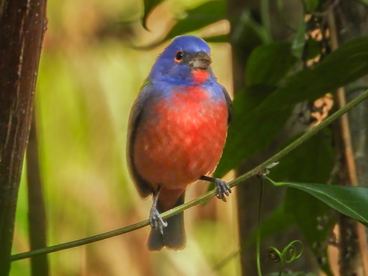Painted Bunting - ML615865136