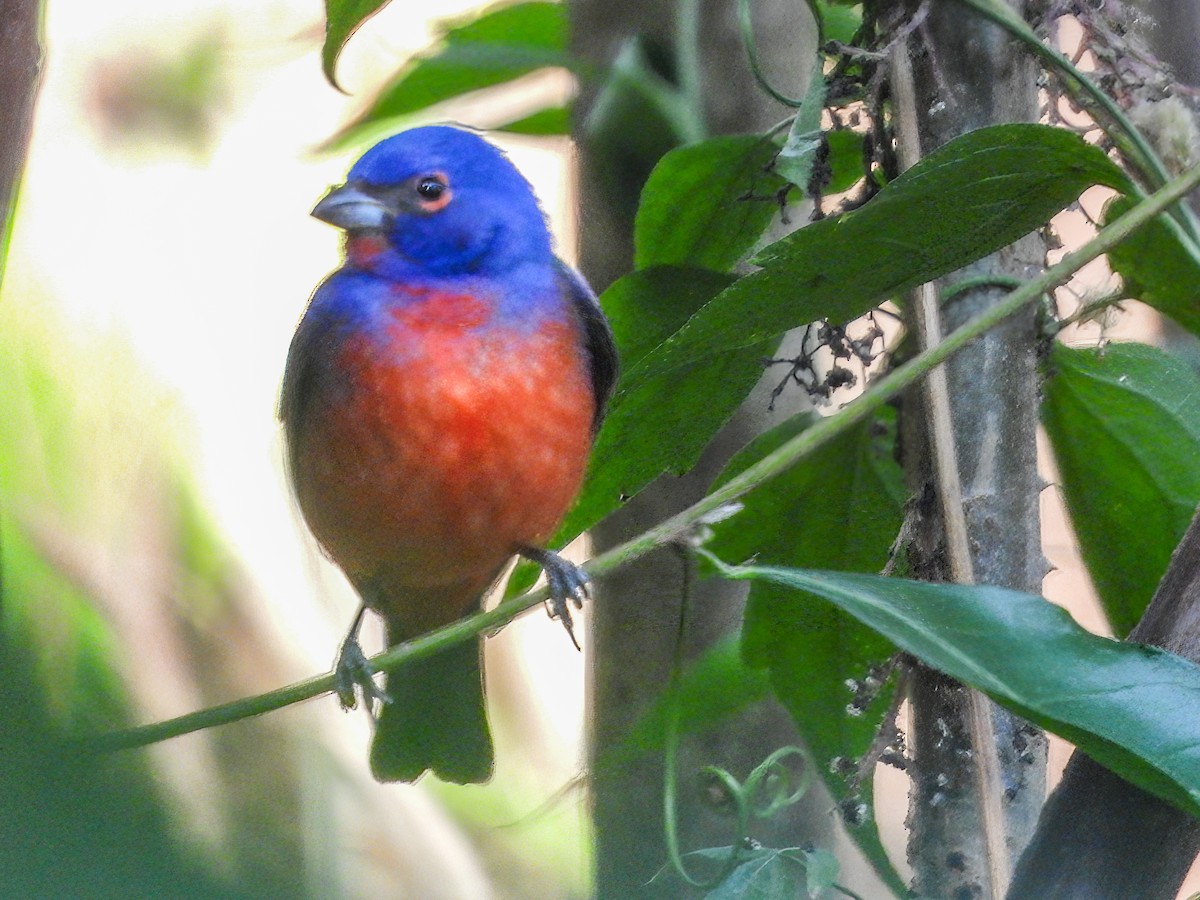 Painted Bunting - ML615865138