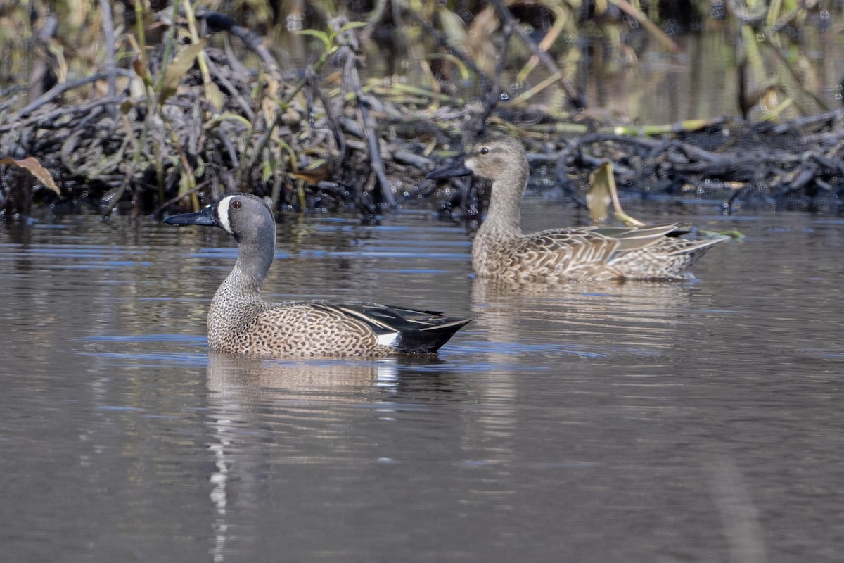 Blue-winged Teal - ML615865148