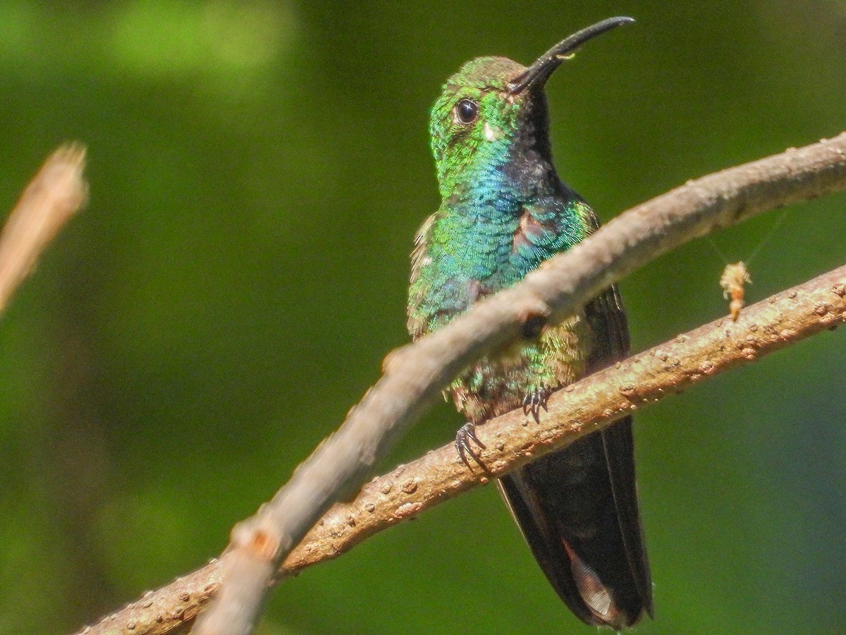 kolibřík lesklý - ML615865149