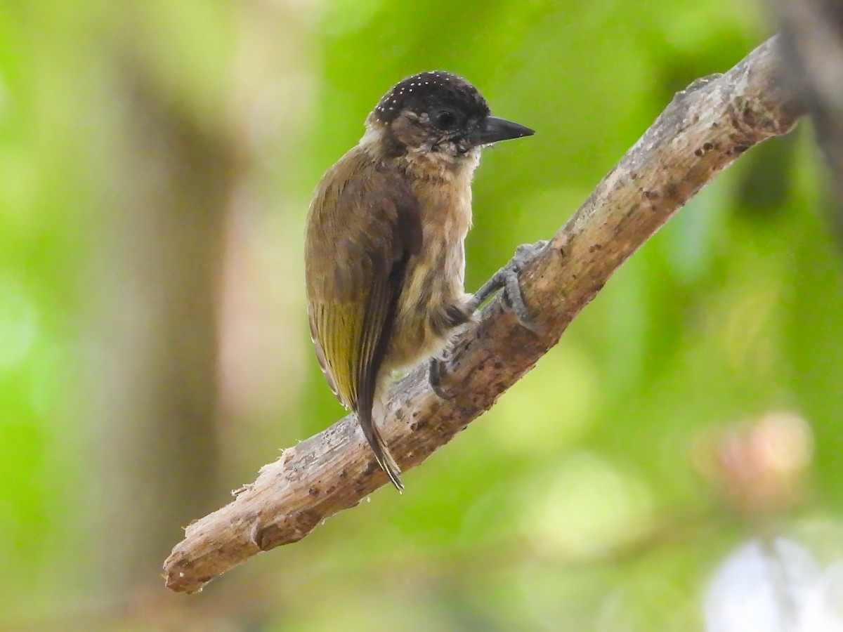 Olivaceous Piculet - ML615865222