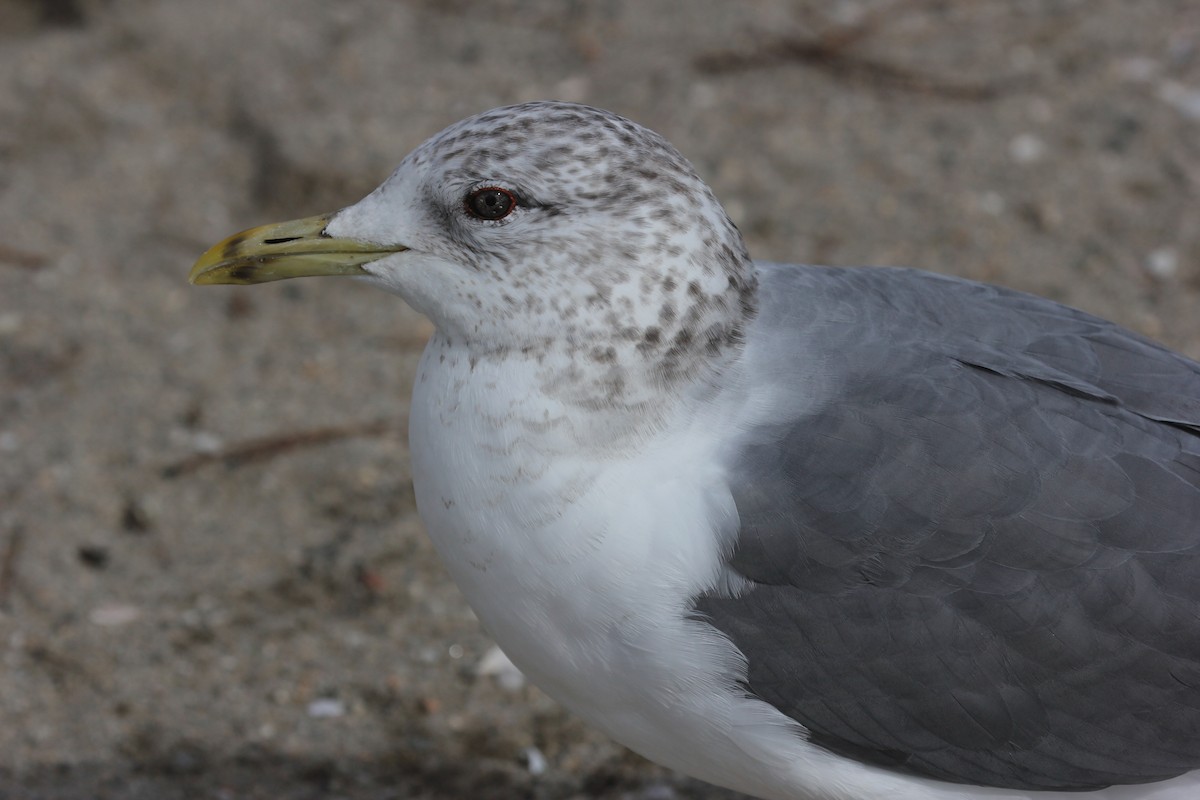Common Gull (Kamchatka) - ML615865404