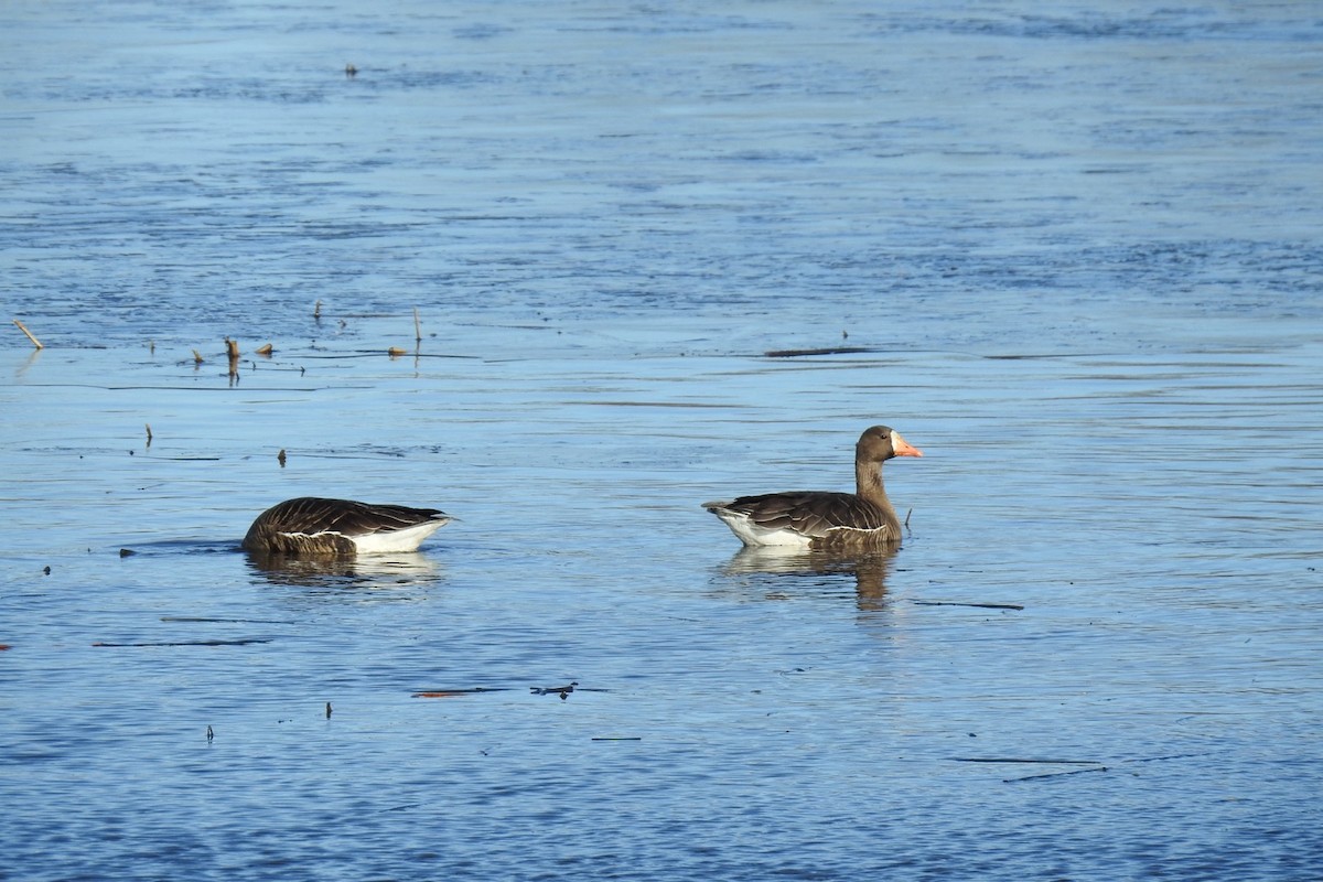 Greater White-fronted Goose - ML615865458
