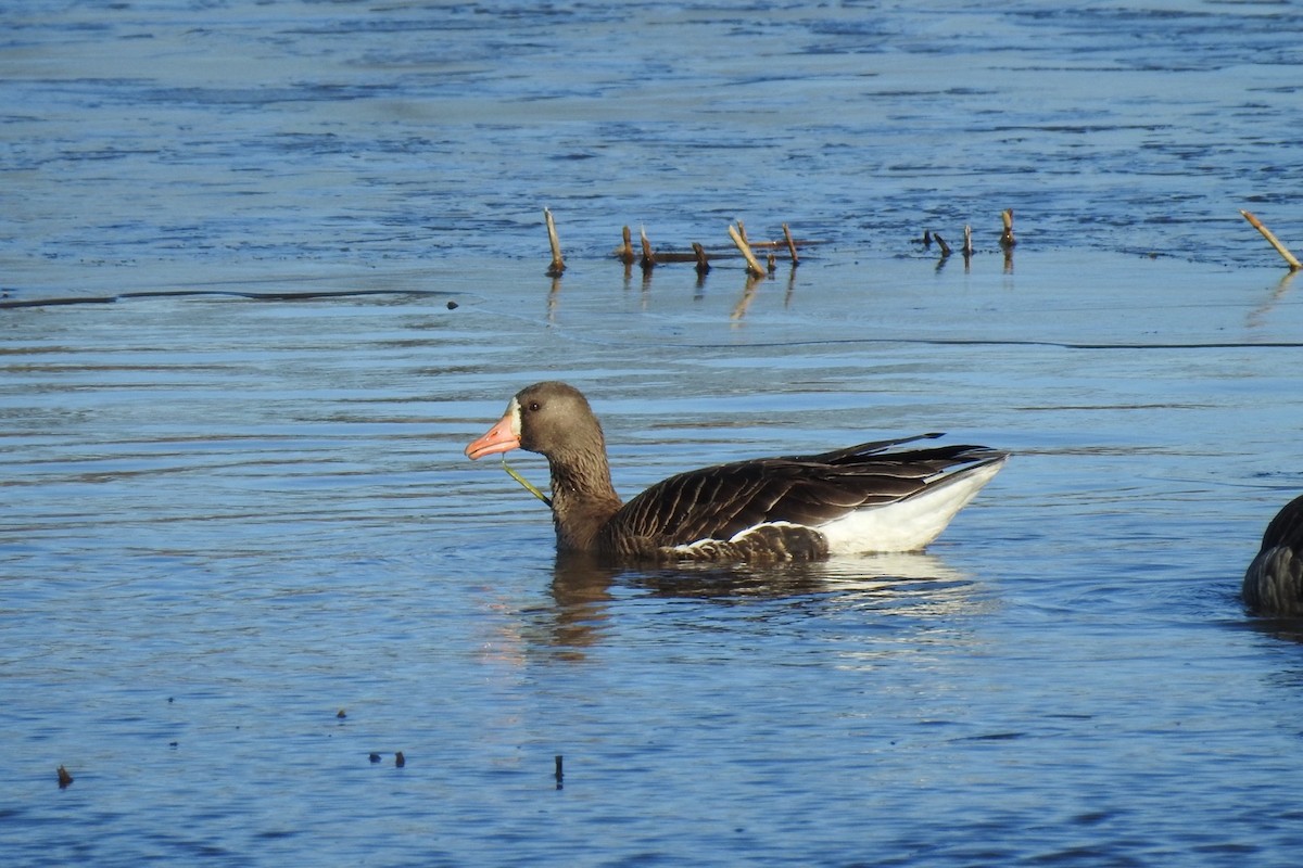Greater White-fronted Goose - ML615865460