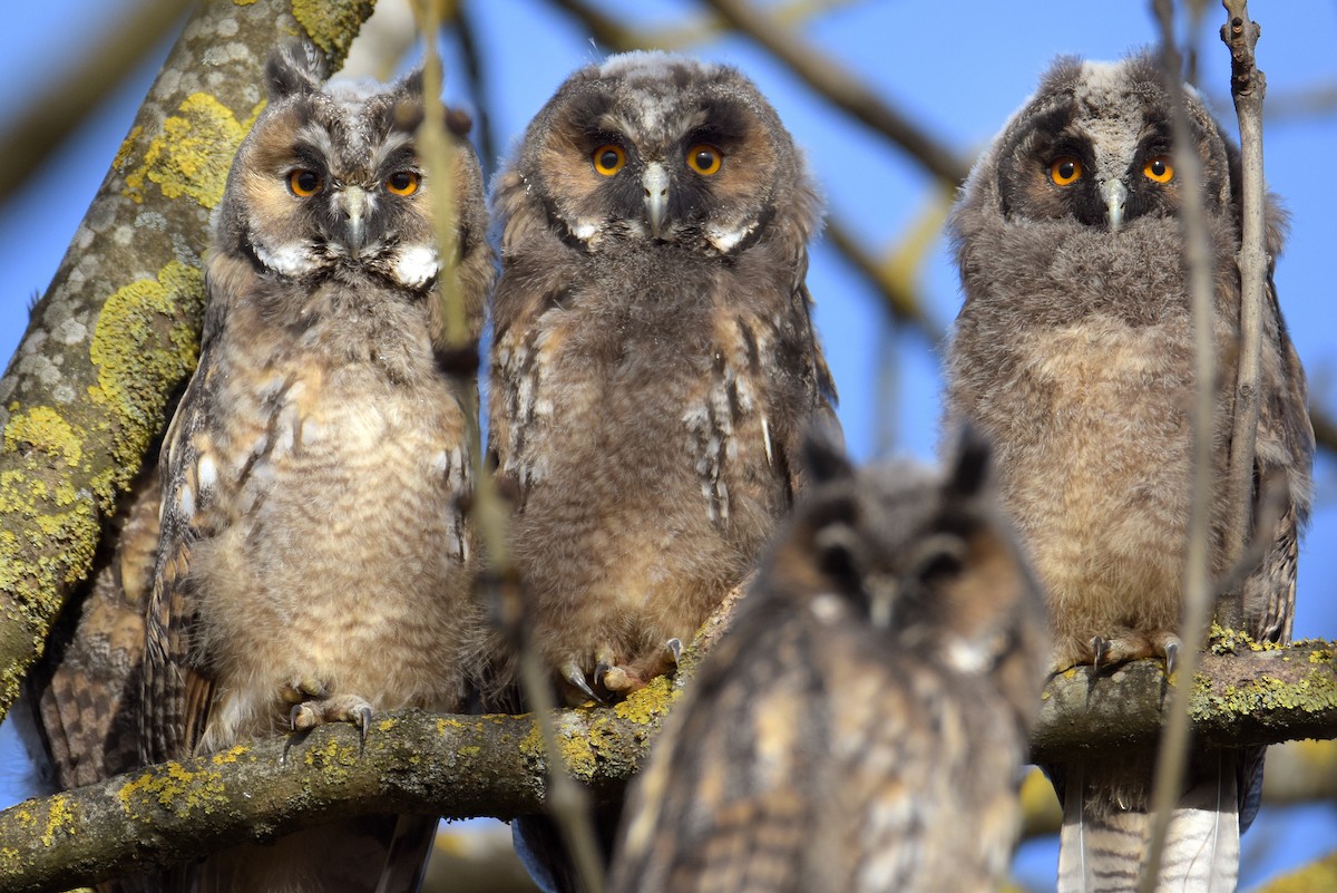 Long-eared Owl - Max Herrmann