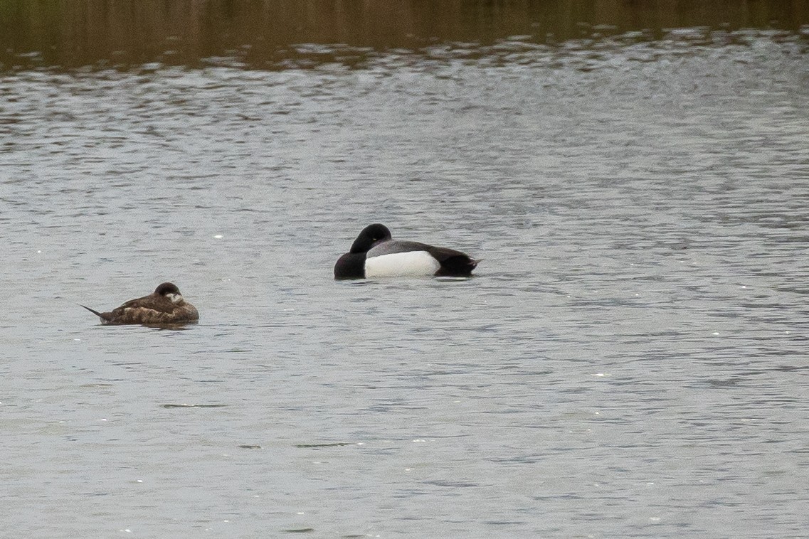 Greater Scaup - ML615865484