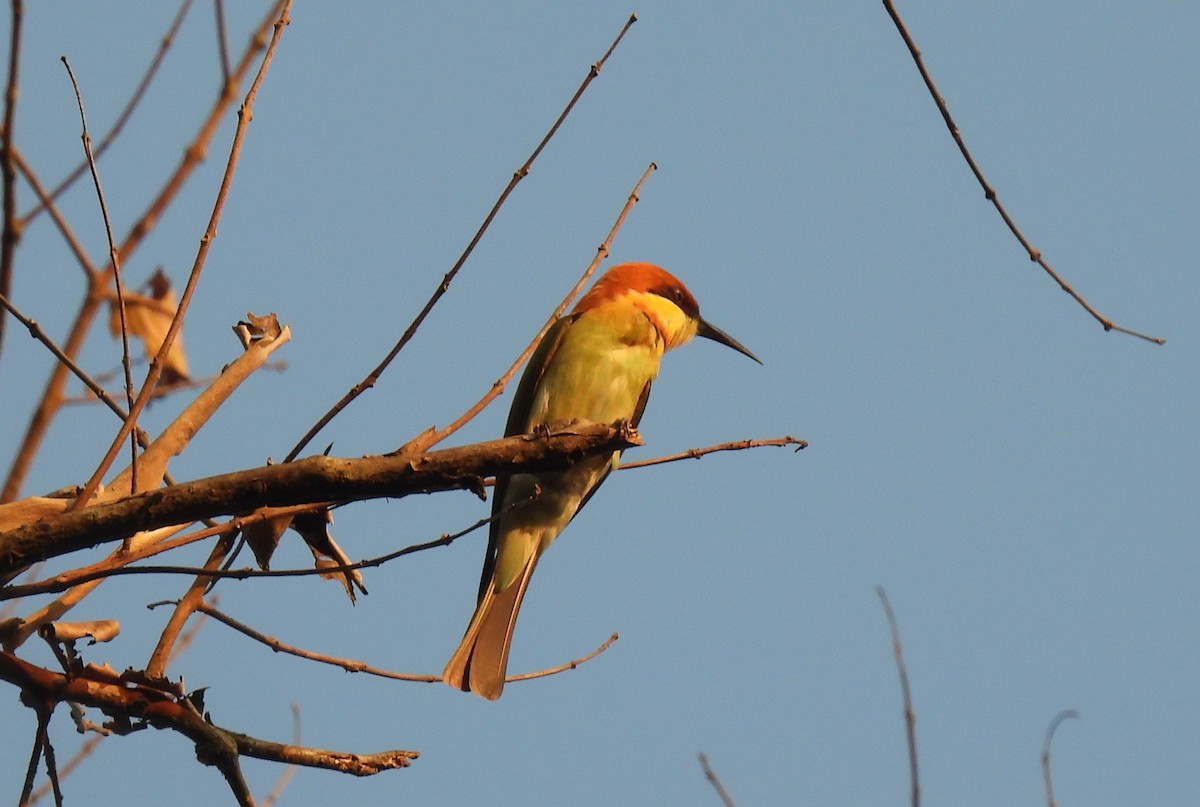 Chestnut-headed Bee-eater - ML615865581