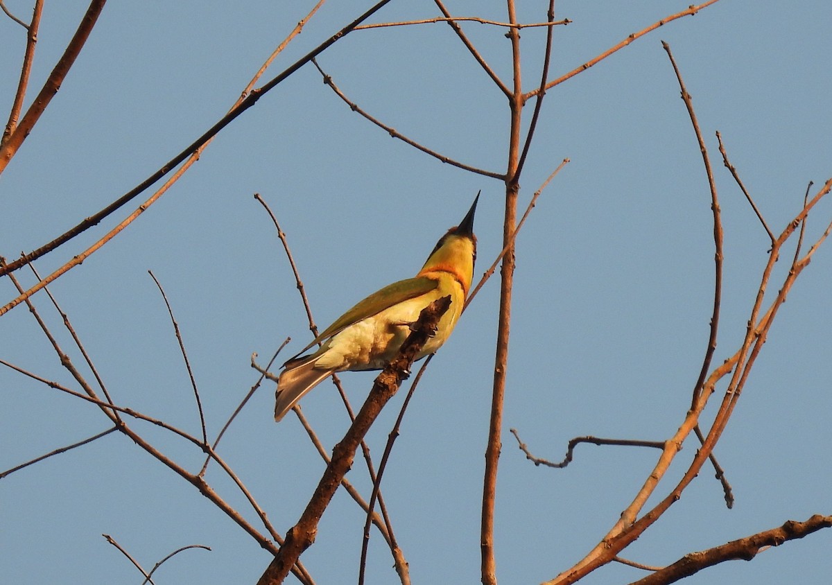 Chestnut-headed Bee-eater - ML615865582