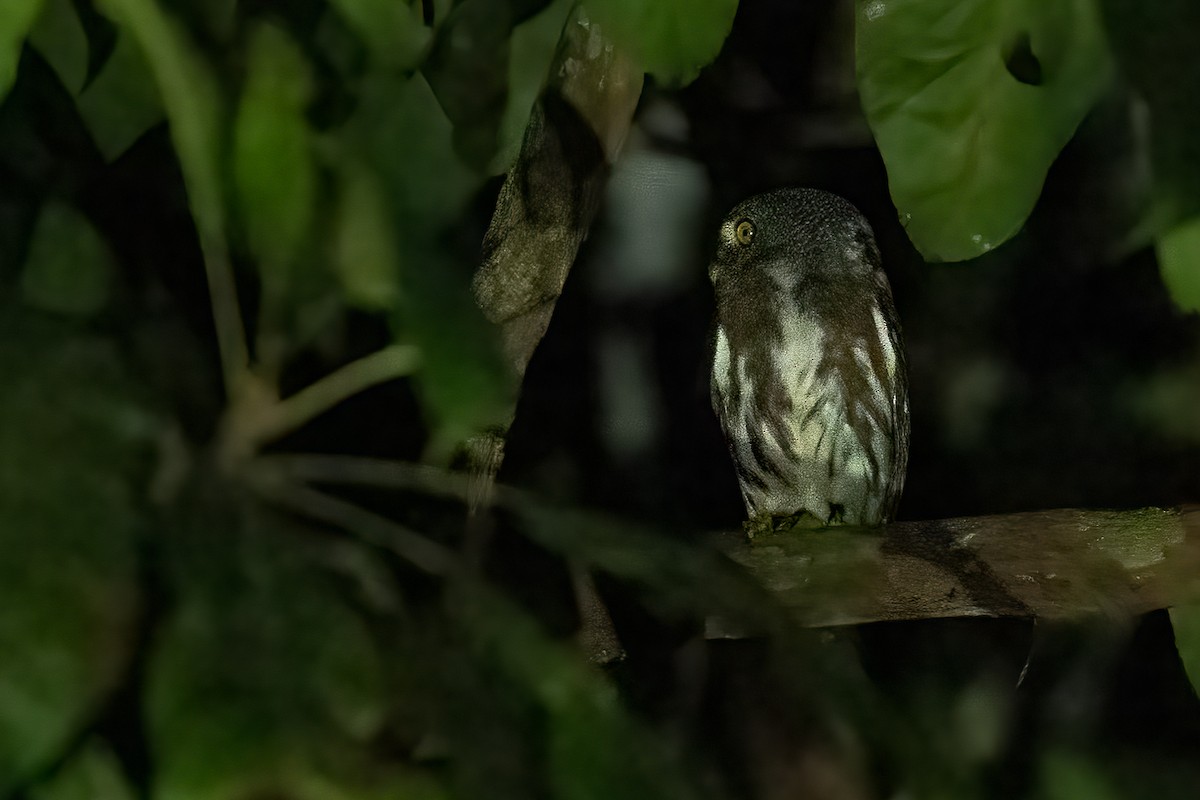 Central American Pygmy-Owl - Mike “Champ” Krzychylkiewicz