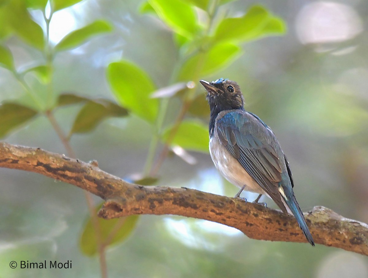Blue-and-white Flycatcher - ML615865843