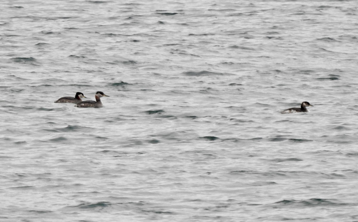 Red-necked Grebe - ML615865846