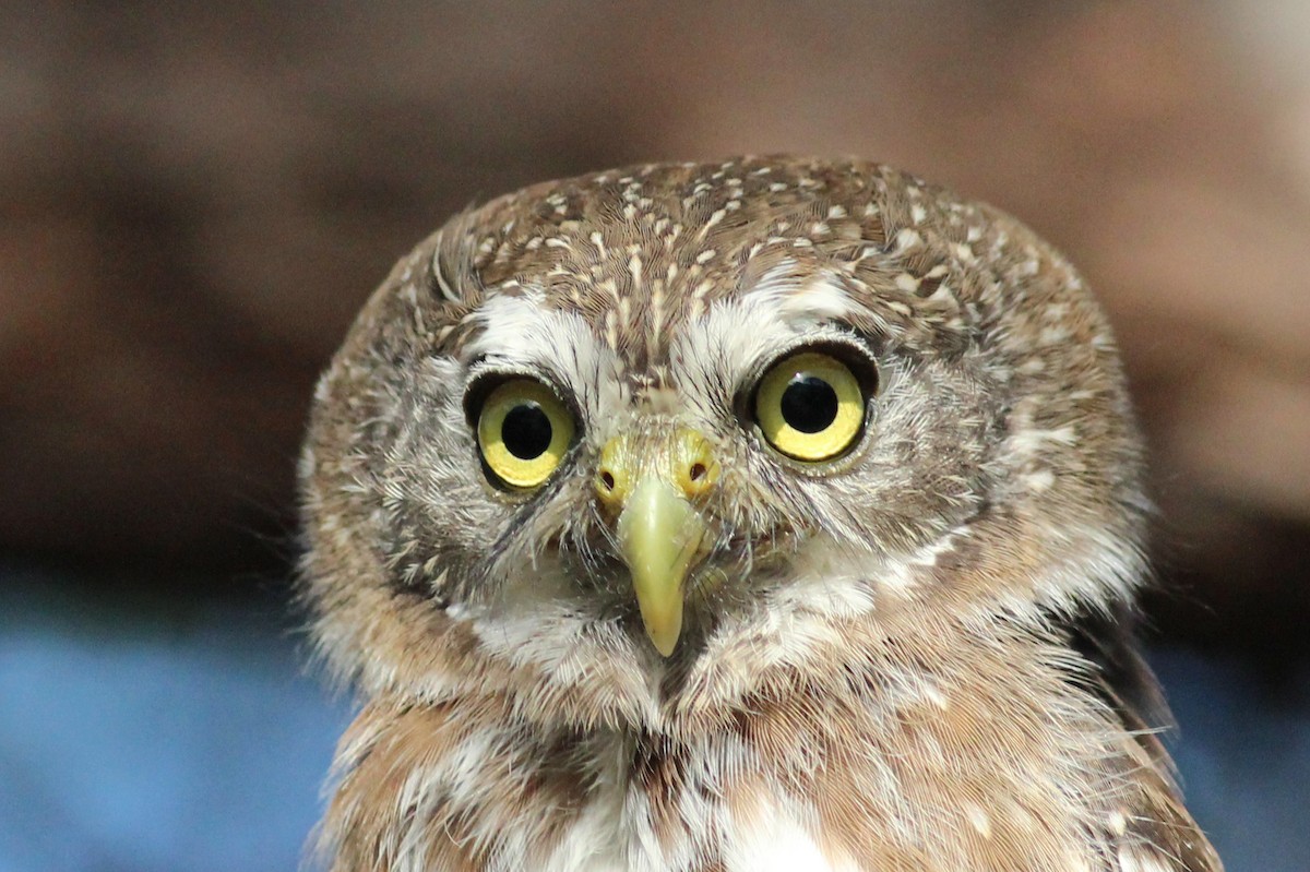 Ferruginous Pygmy-Owl - ML615865869